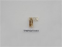 藏品(褐白豔苔蛾)的圖片